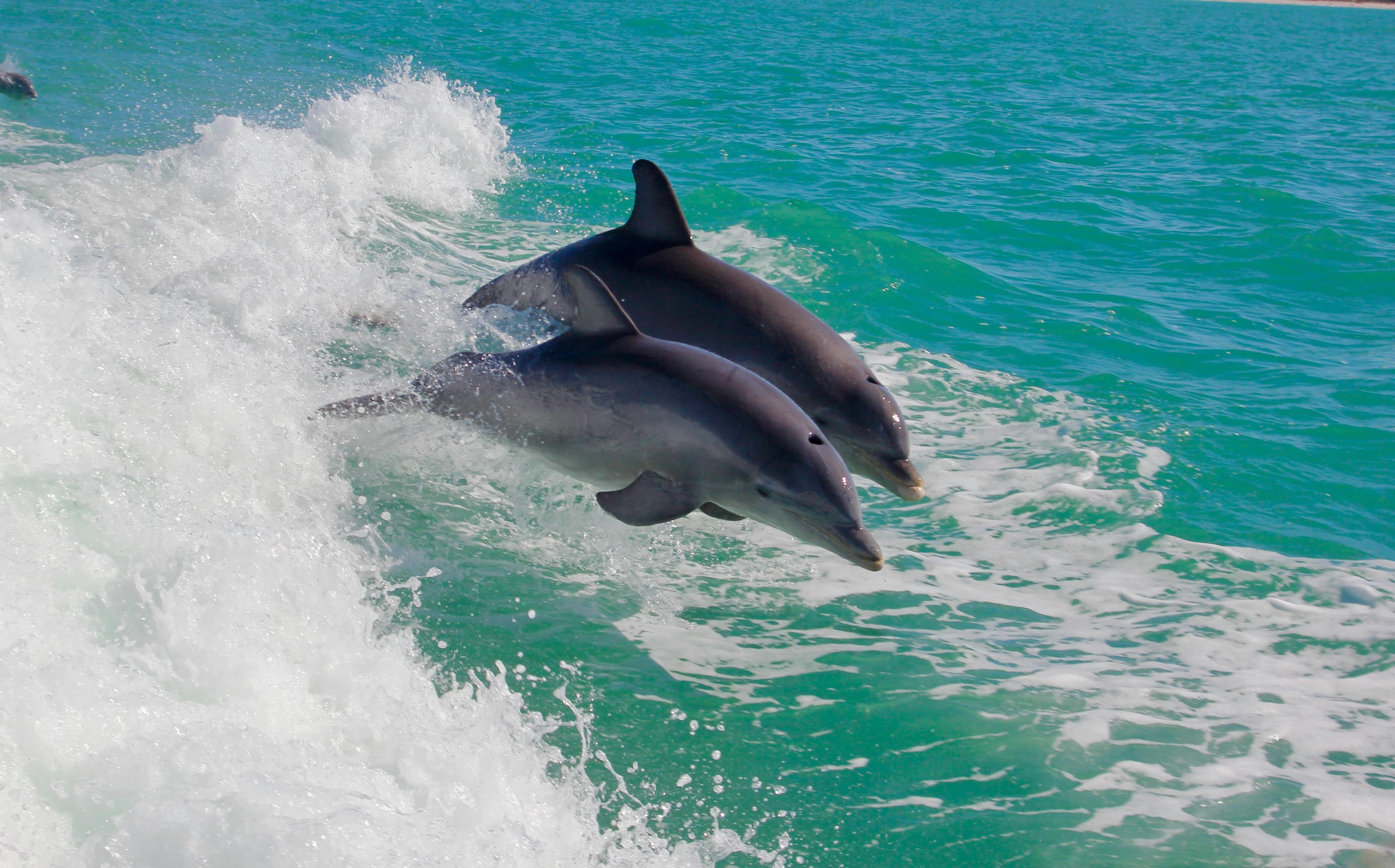 Dolphin cruise experience on the water